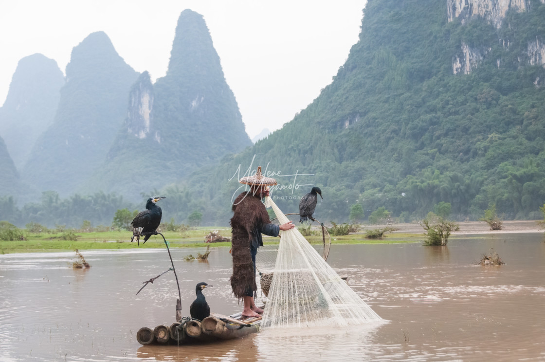 "Cormorant Fisherman Retrieving His Net" stock image