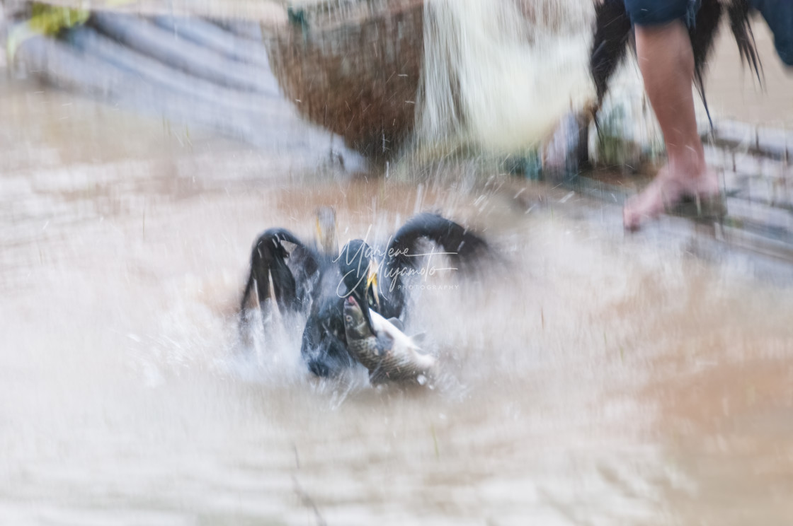 "Cormorant Retrieving Fish I" stock image