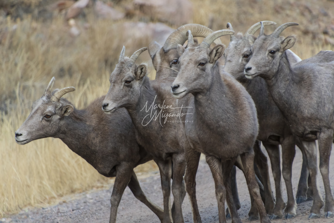 "Rocky Mountain Bighorn Sheep Rut III" stock image