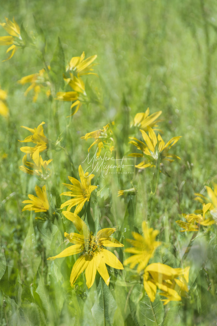 "Mules Ears Multiple Exposure I" stock image