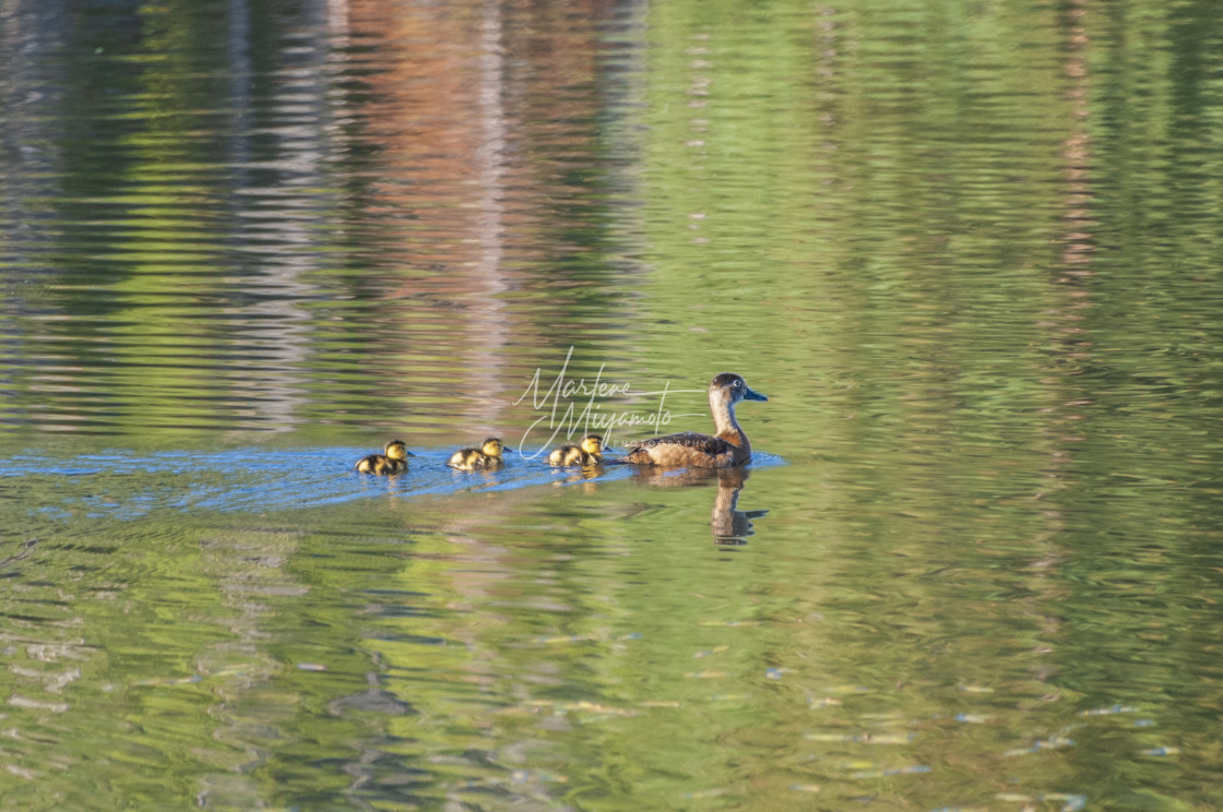 "Wood Ducklings and Mom I" stock image