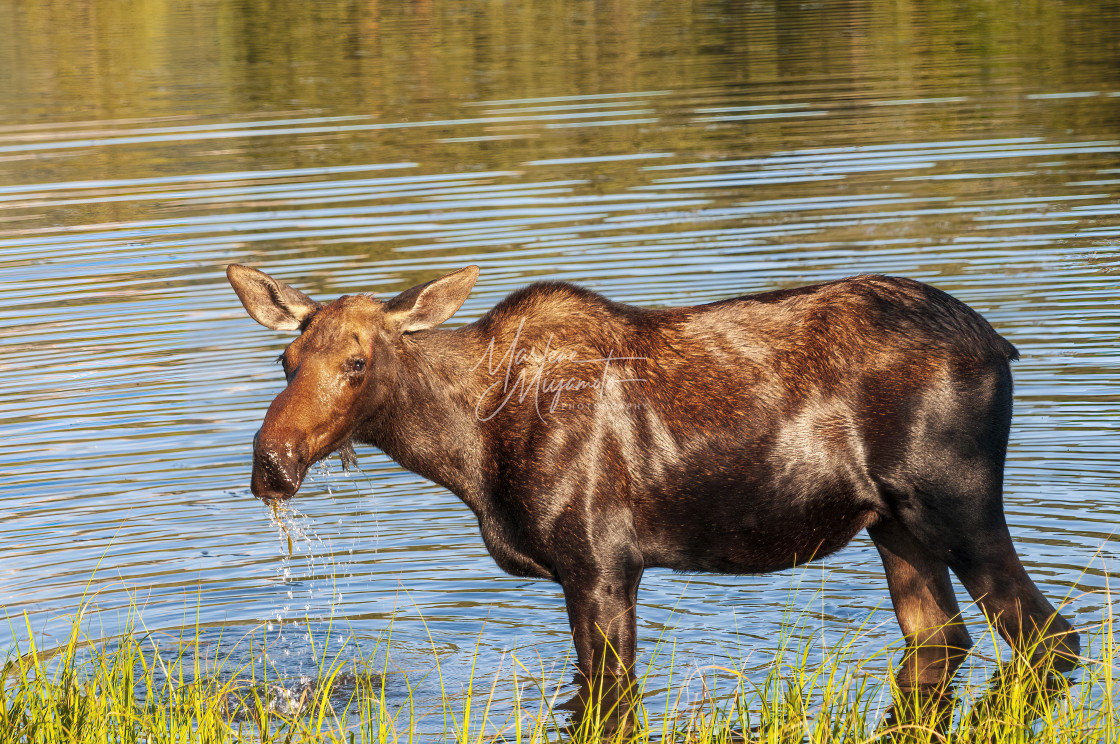 "Shiras Moose Cow II" stock image