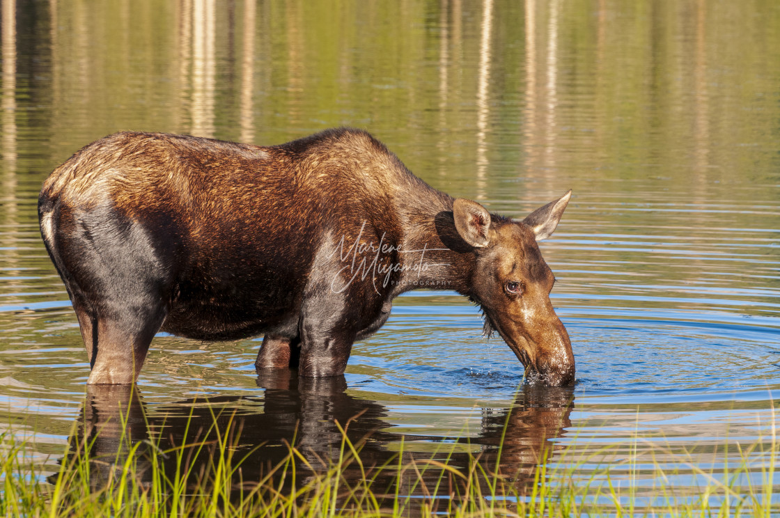 "Shiras Moose Cow IV" stock image