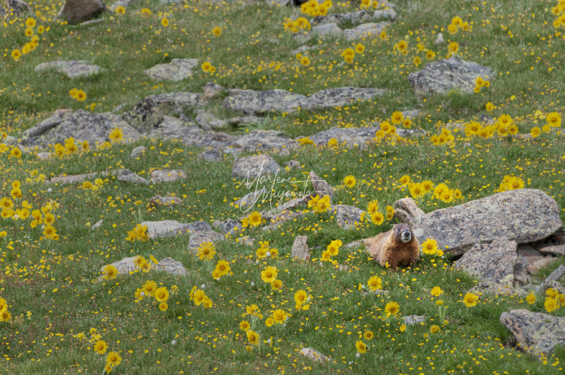 "Yellow-Bellied Marmot Among the Wildflowers" stock image