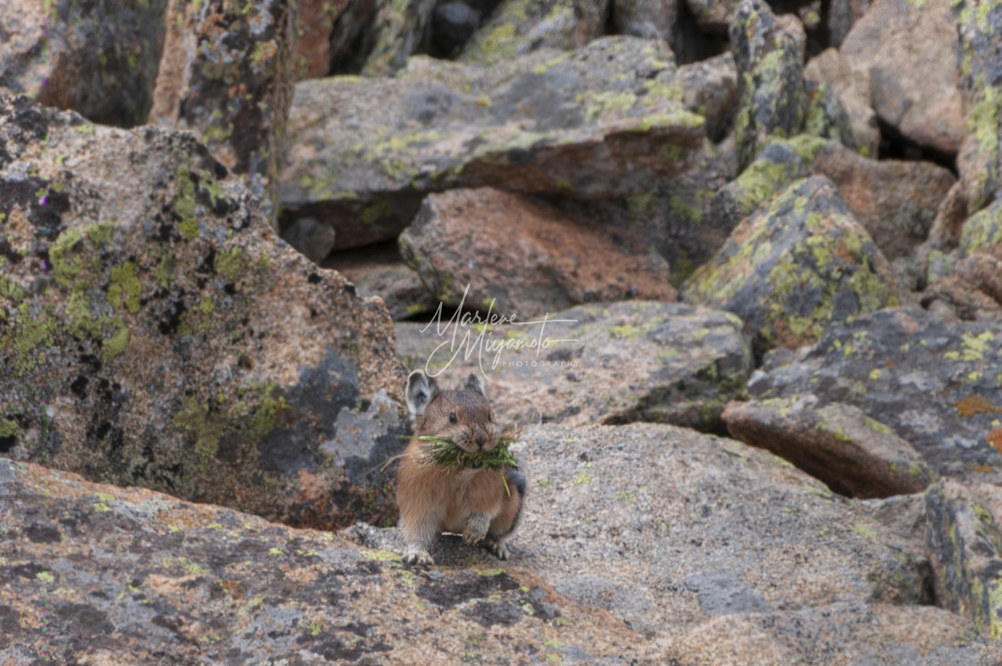 "Pika Collecting Grass for the Winter" stock image