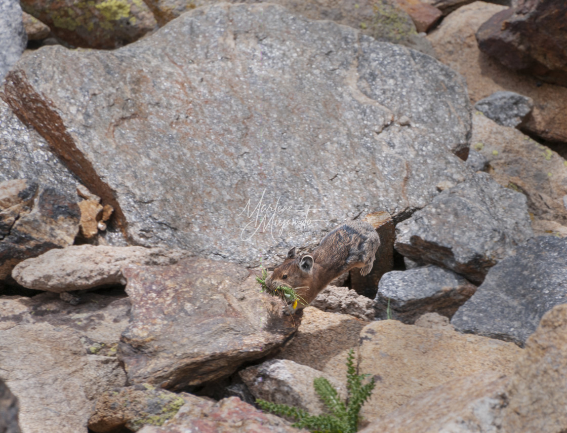 "Pika Jumping with Harvest in Mouth" stock image