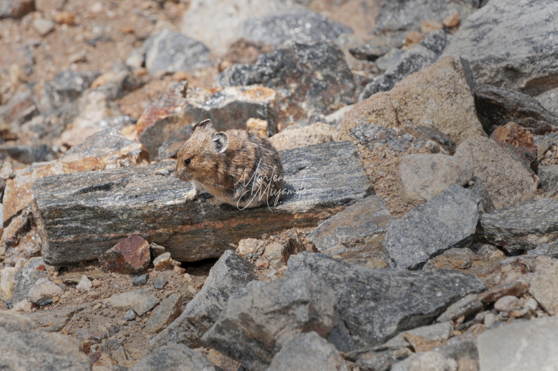 "Pika Blending in with the Rocks" stock image