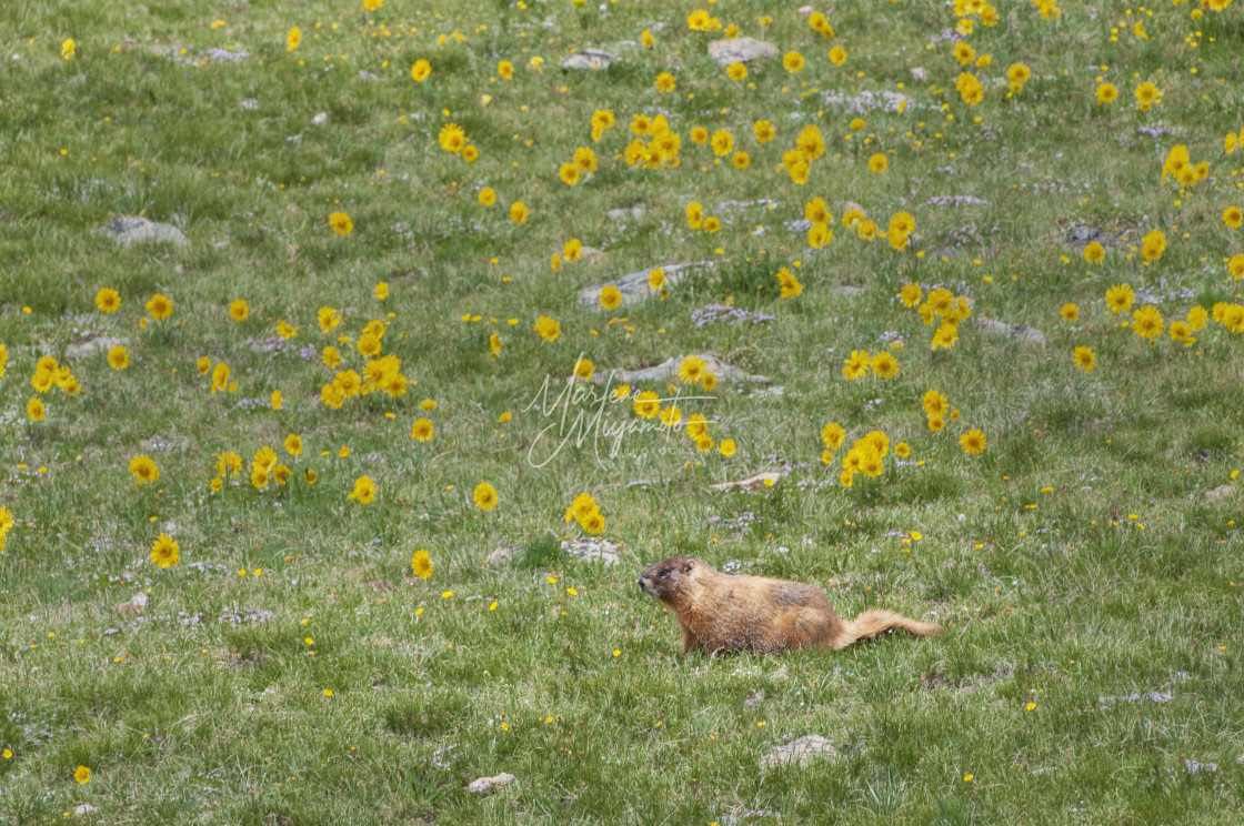 "Yellow-Bellied Marmot and Wildflowers" stock image