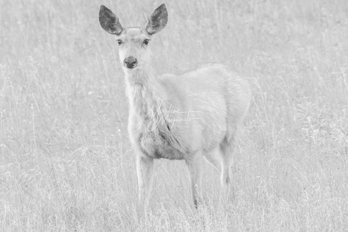 "Mule Deer in High Key II" stock image