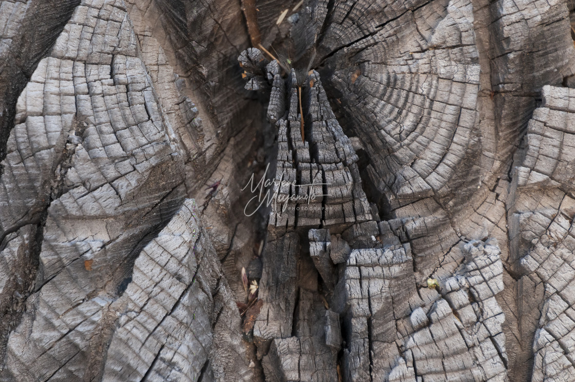 "Woodstump Abstract" stock image