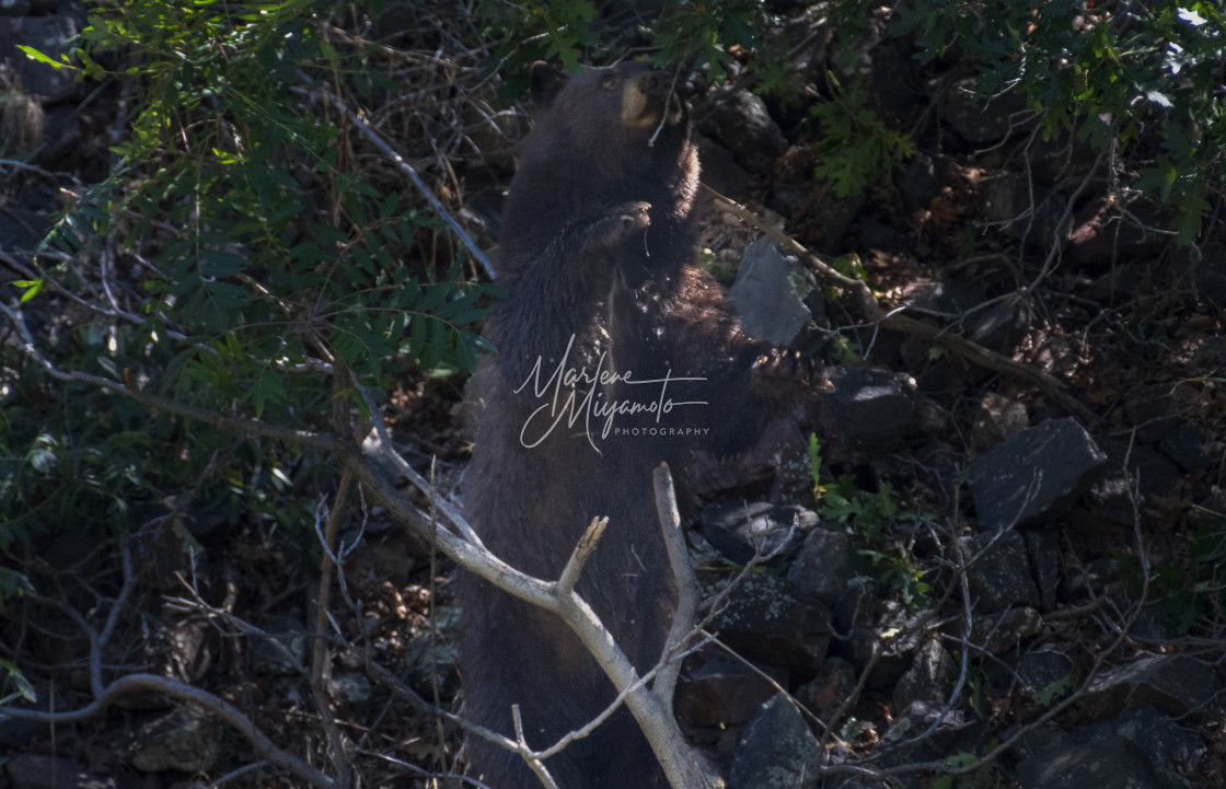 "American Black Bear Camouflaged in Tree" stock image