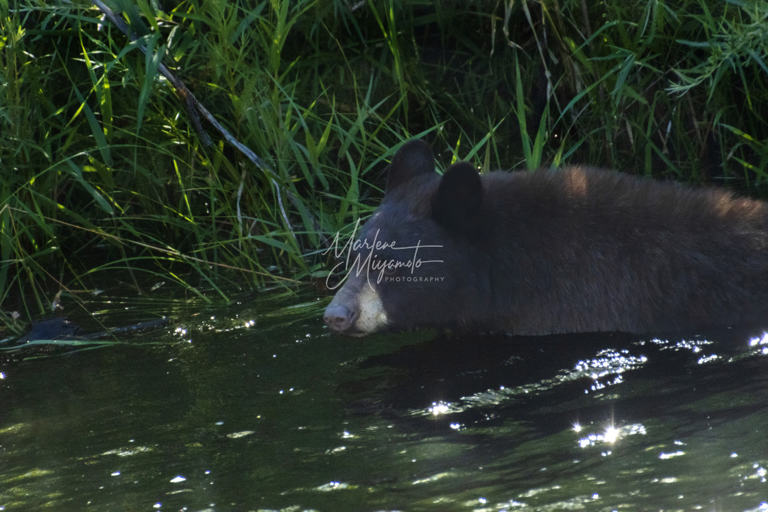 "American Black Bear in River" stock image