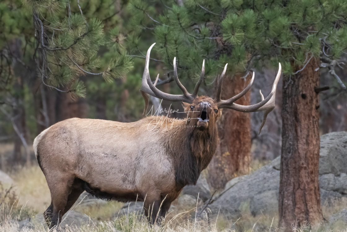 "Annoyed Bulk Elk During Rut III" stock image