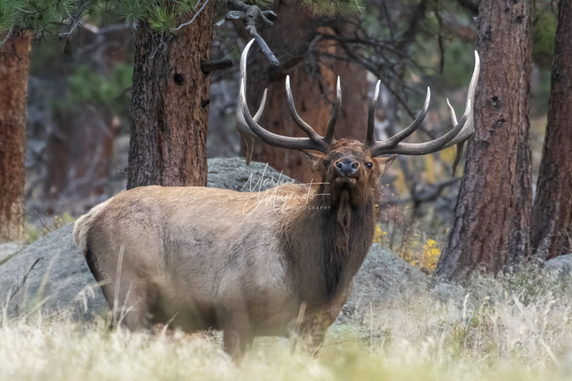 "Annoyed Bulk Elk During Rut IV" stock image