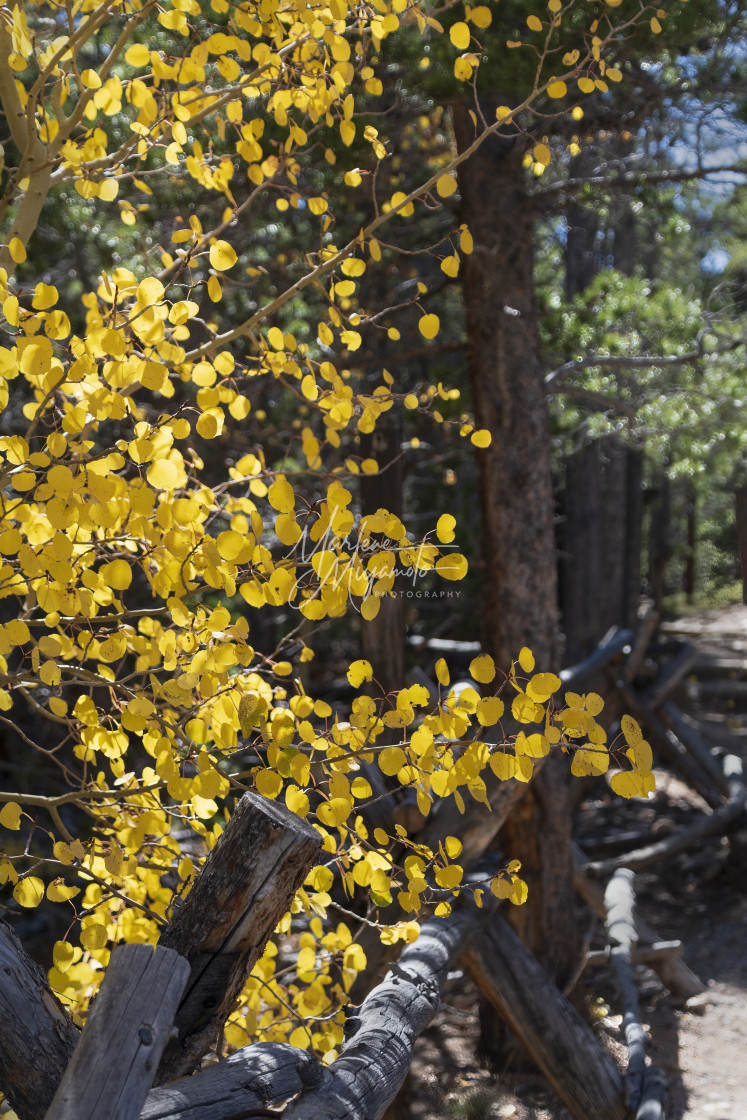 "Colorado Gold III" stock image