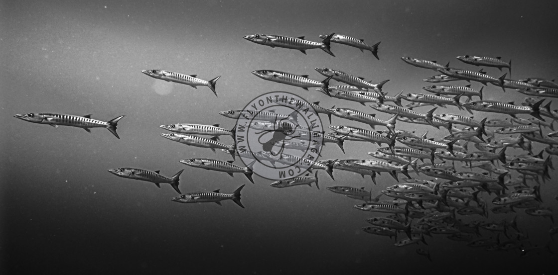 "Battery of Barracuda - Pohnpei - FSM" stock image