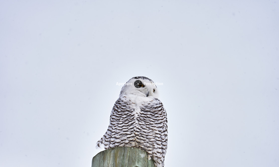 "Snowy Owl" stock image