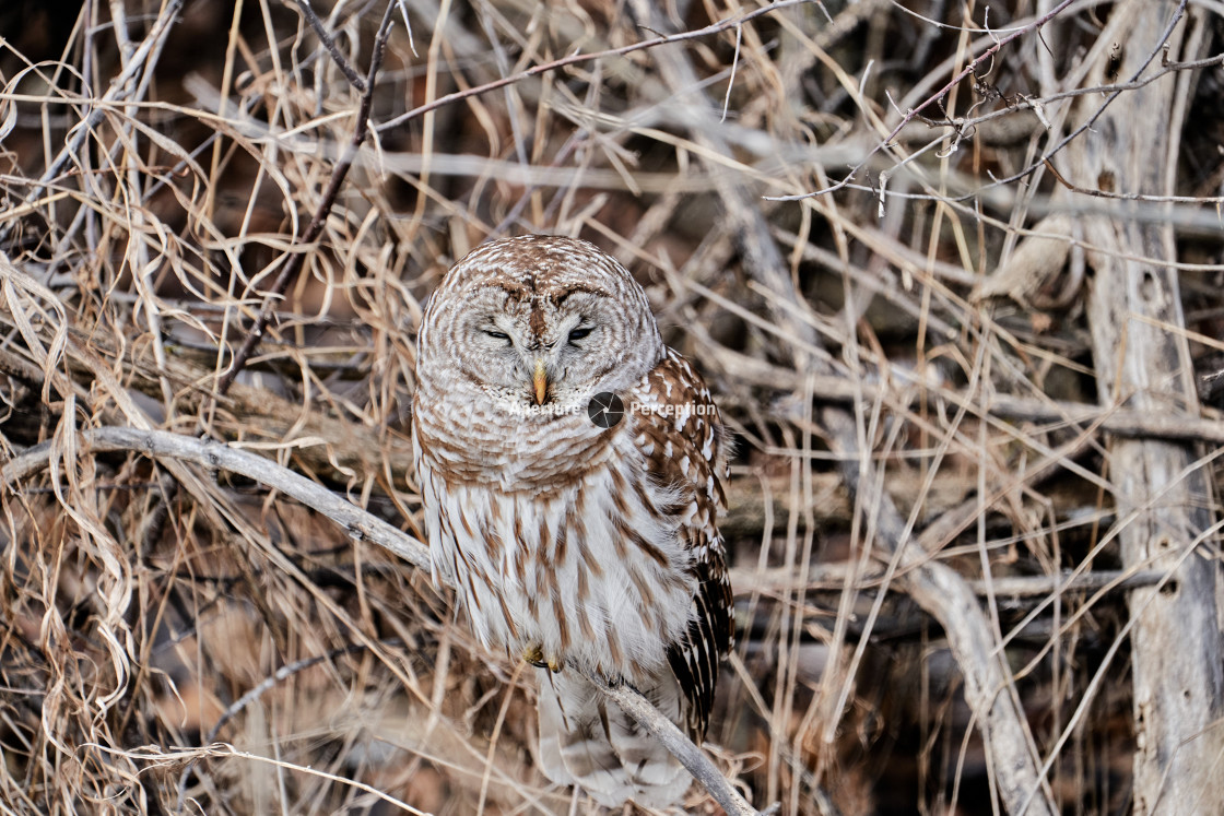 "Barred Owl" stock image