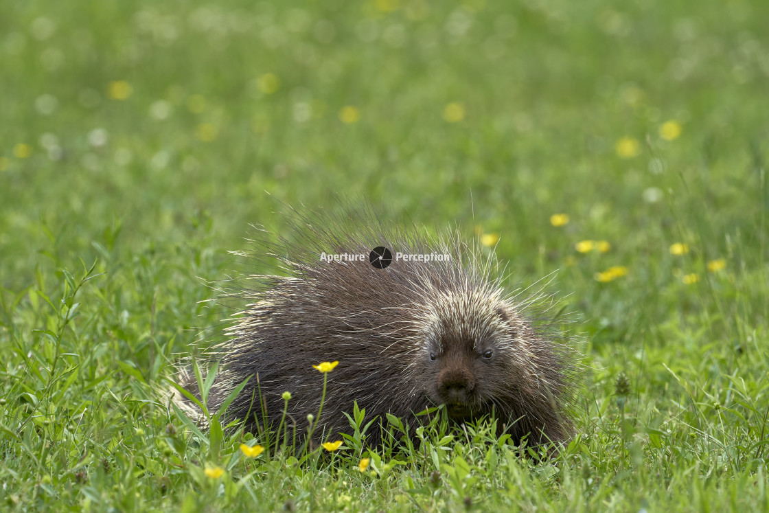 "Porcupine doing his thing" stock image