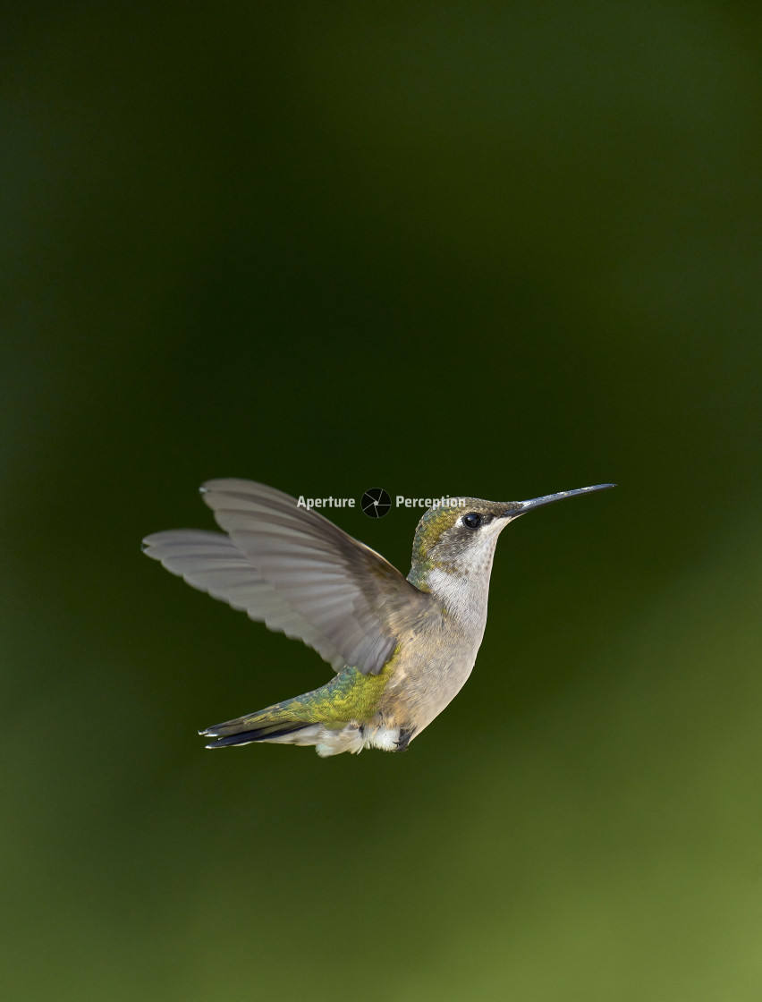 "Hummingbird in flight" stock image