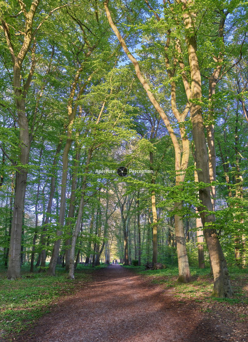 "Enchanted Walk" stock image