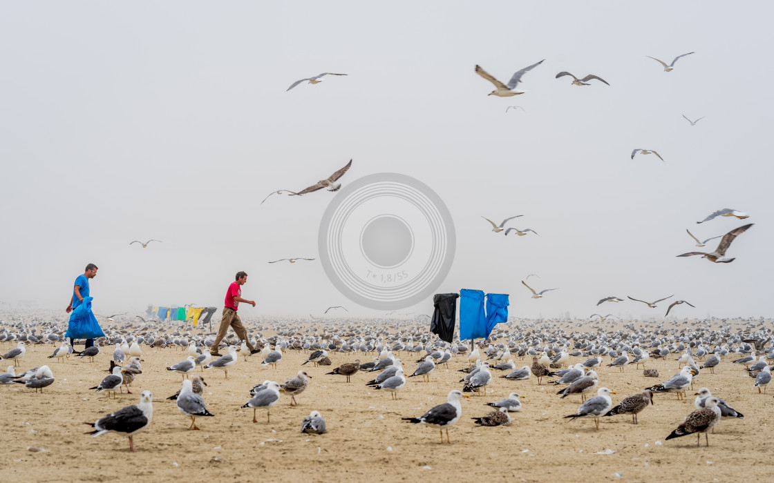 "Seagulls and mist hang out on the beach" by Urban Photo Lab - £13.50 "Seagulls and mist hang out on the beach" stock image