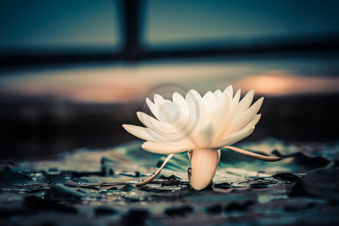 "Urban white water lily" by Urban Photo Lab - £13.50 "Urban white water lily" stock image