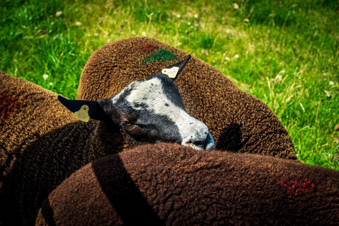 "Handsome brown sheep 4" by Urban Photo Lab - £13.50 "Handsome brown sheep 4" stock image