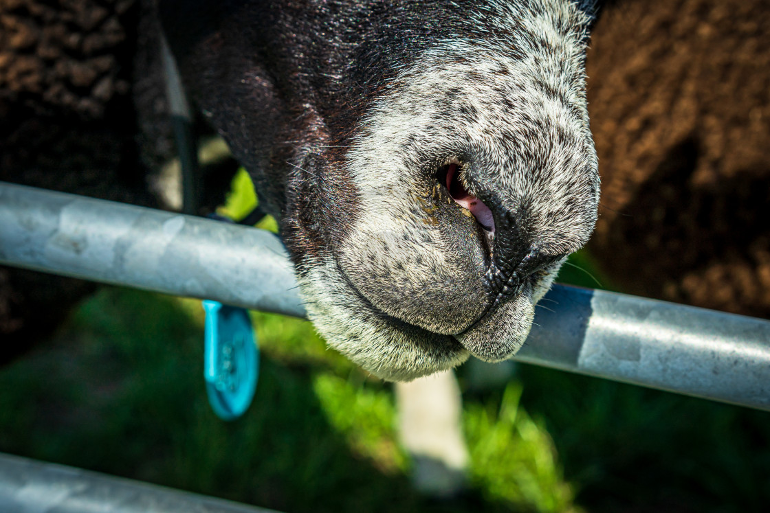 "Handsome brown sheep 5" by Urban Photo Lab - £13.50 "Handsome brown sheep 5" stock image