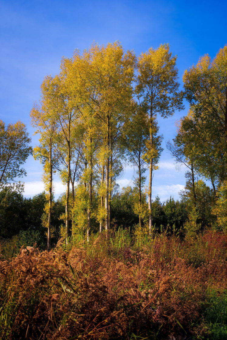 "Golden forest in fall" by Urban Photo Lab - £13.49 "Golden forest in fall" stock image