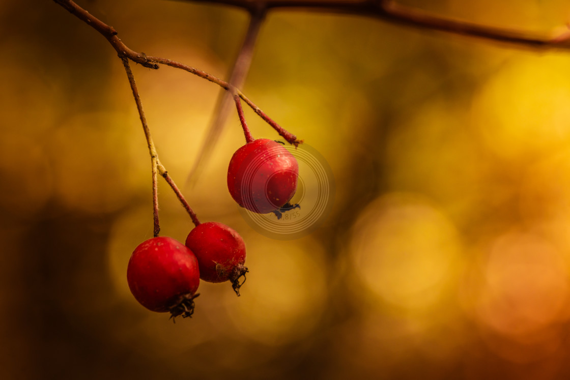 "Red berries in the wild" by Urban Photo Lab - $42.04 "Red berries in the wild" stock image