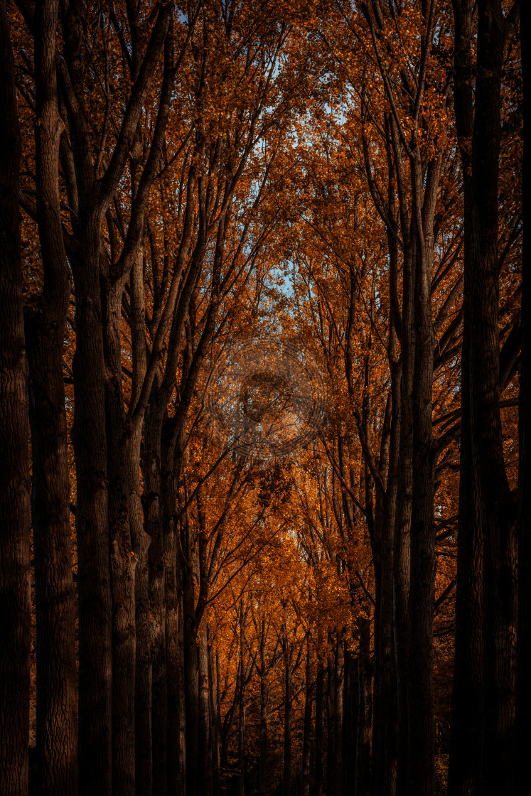 "Orange treetops" by Urban Photo Lab - £13.49 "Orange treetops" stock image