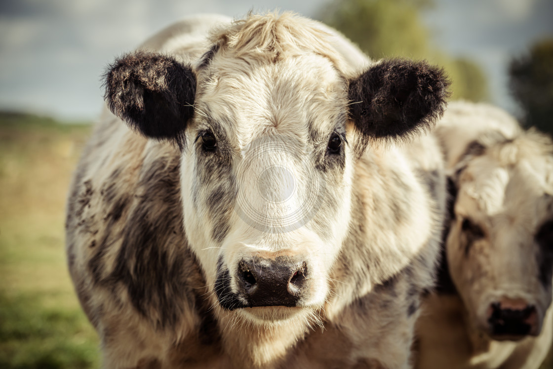 "Grey and white dairy cow" by Urban Photo Lab - £13.49 "Grey and white dairy cow" stock image