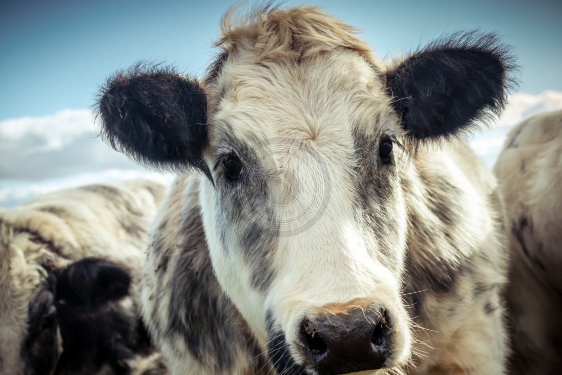 "Sweet looking shaggy cow" by Urban Photo Lab - £13.49 "Sweet looking shaggy cow" stock image