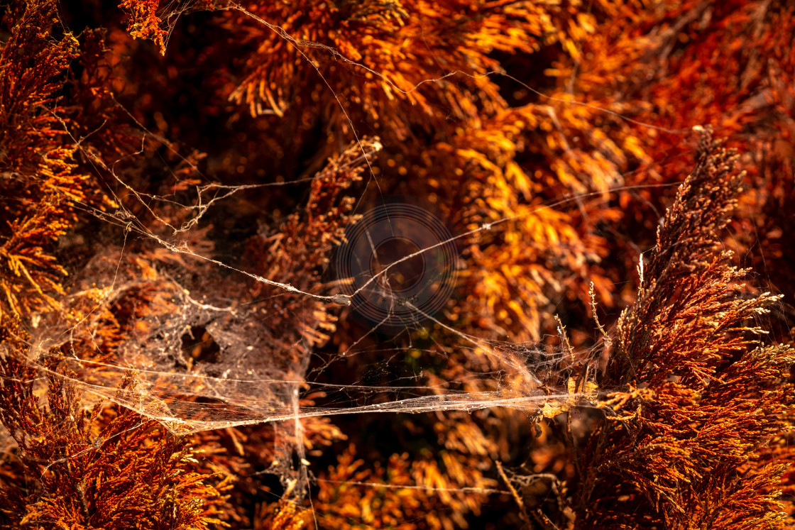 "Silk pattern in glowing amber sunlight 1" by Urban Photo Lab - £35.00 "Silk pattern in glowing amber sunlight 1" stock image