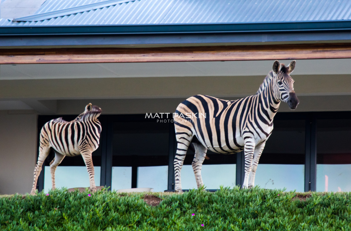 "Garden Zebras." stock image