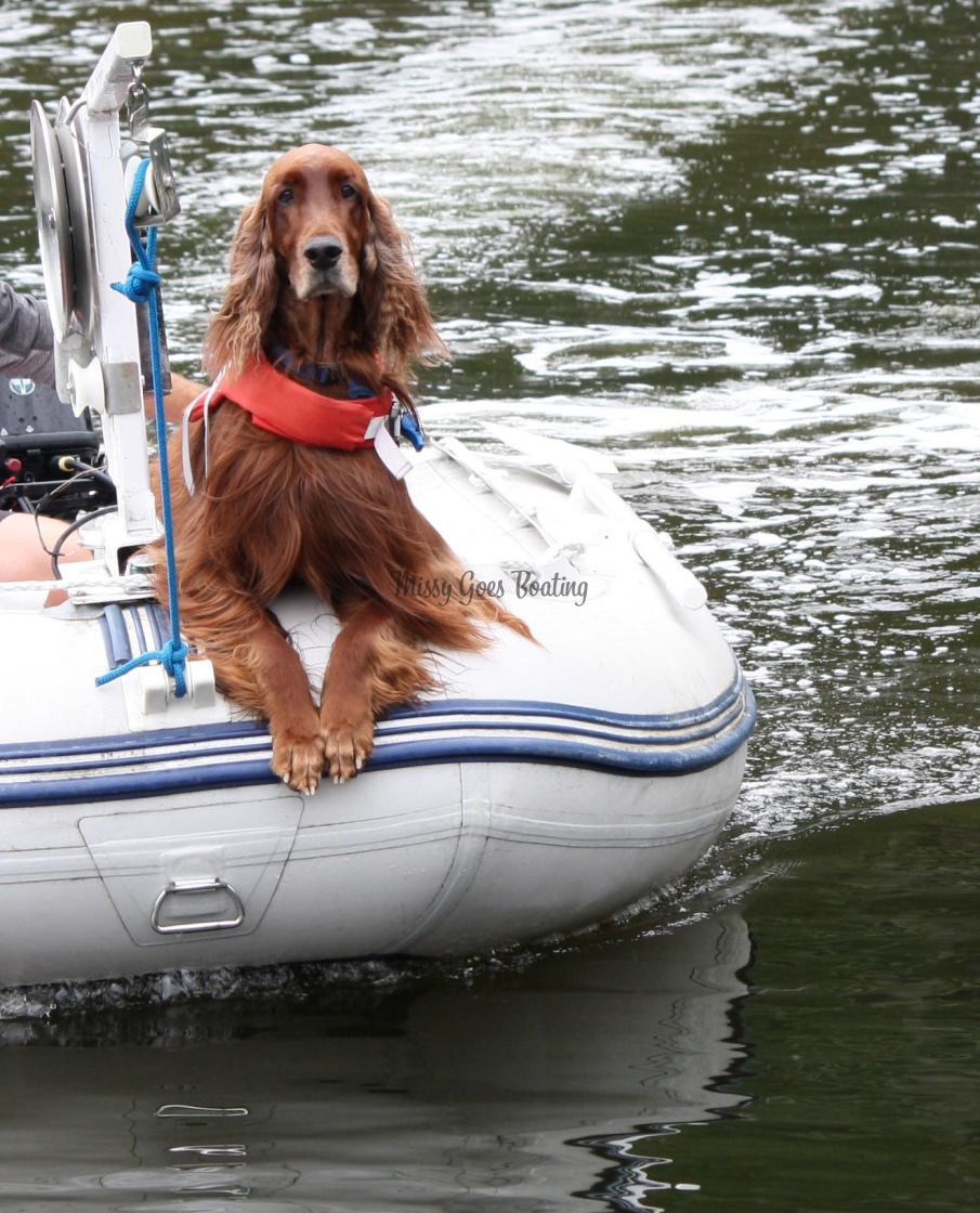 "Dog On A Dinghy" stock image