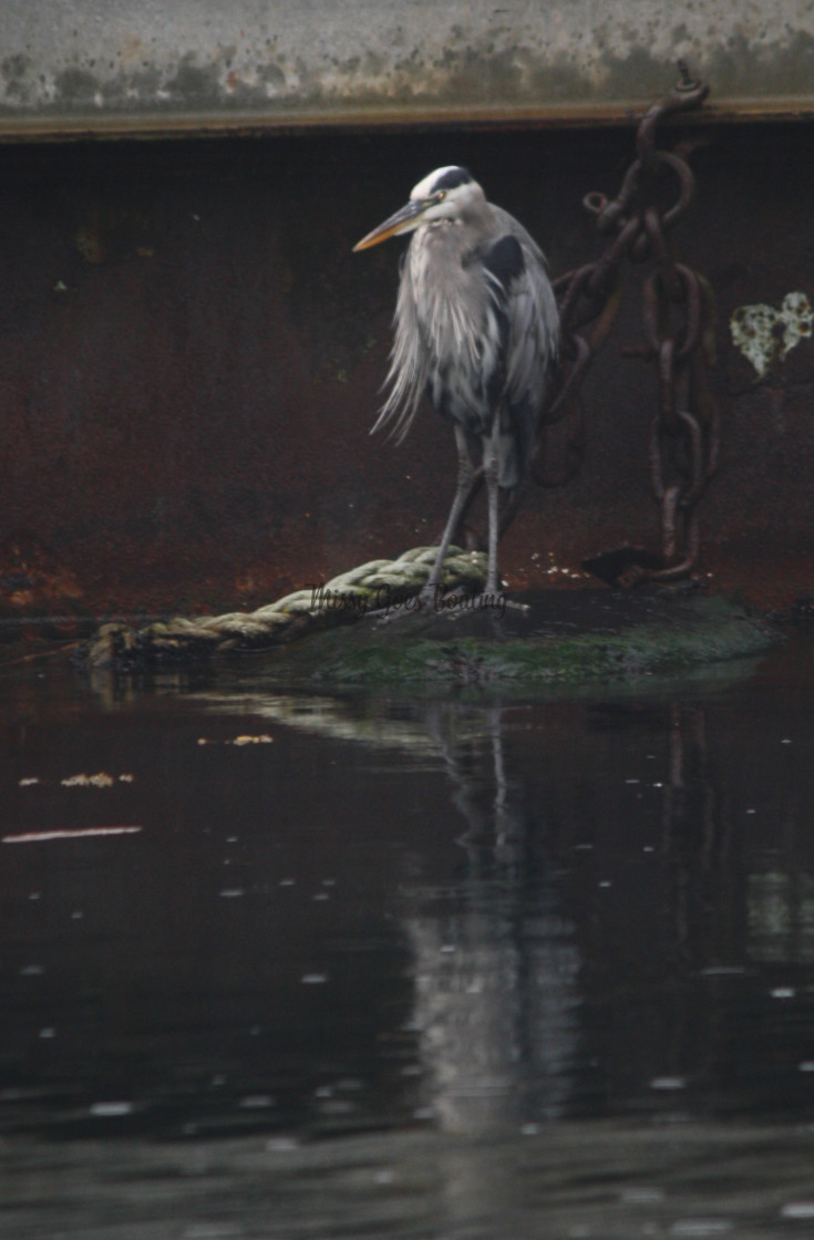 "Blue Heron On A Dock" stock image