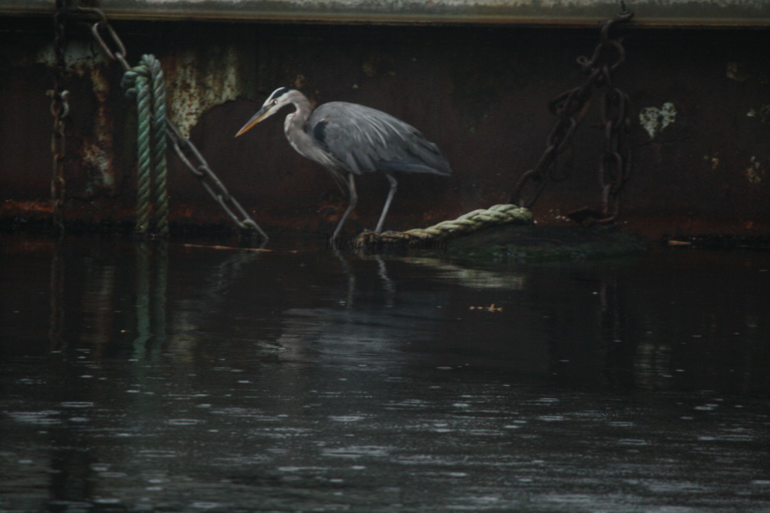 "Blue Heron Fishing" stock image