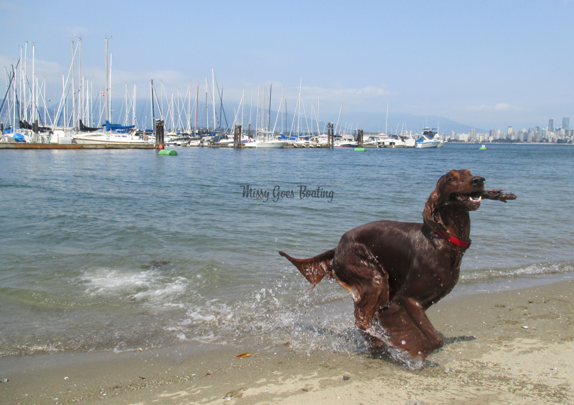 "Irish Setter Running out of the Water with a Stick" stock image