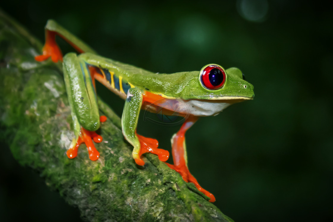 "Red-eyed Leaf Frog" stock image