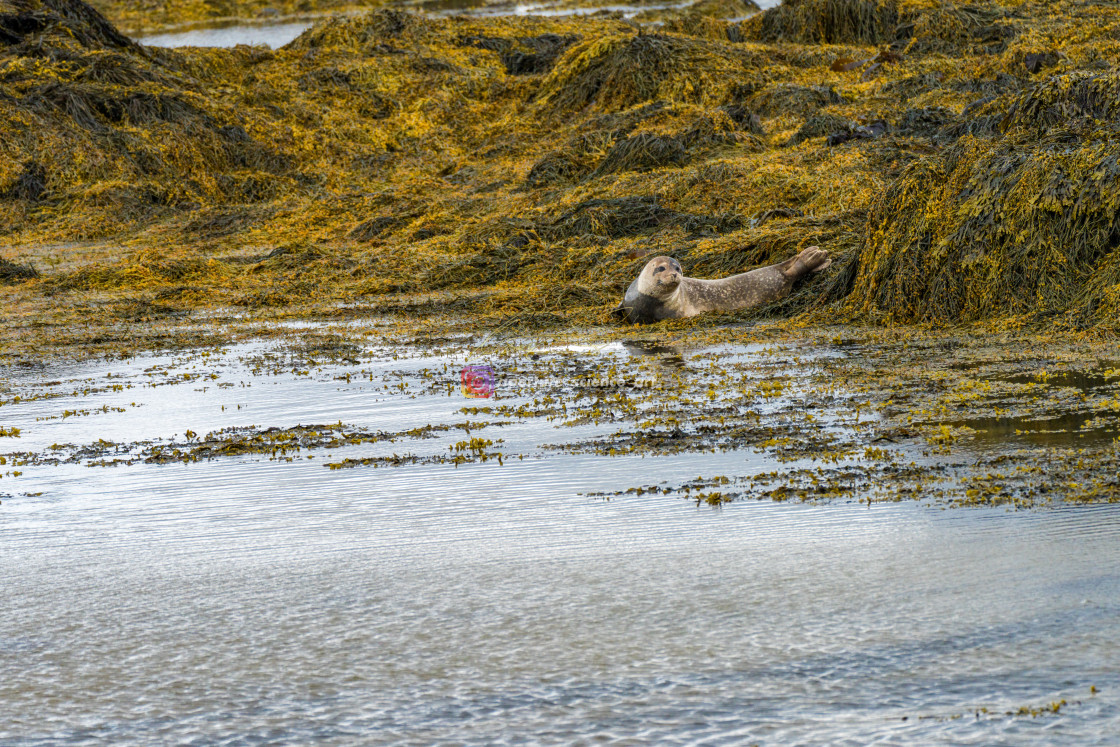 "Iceland - Wildlife 027" stock image