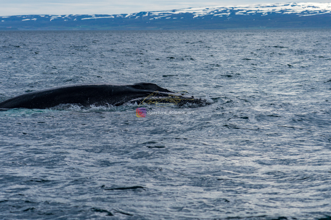 "Iceland - Wildlife 033" stock image