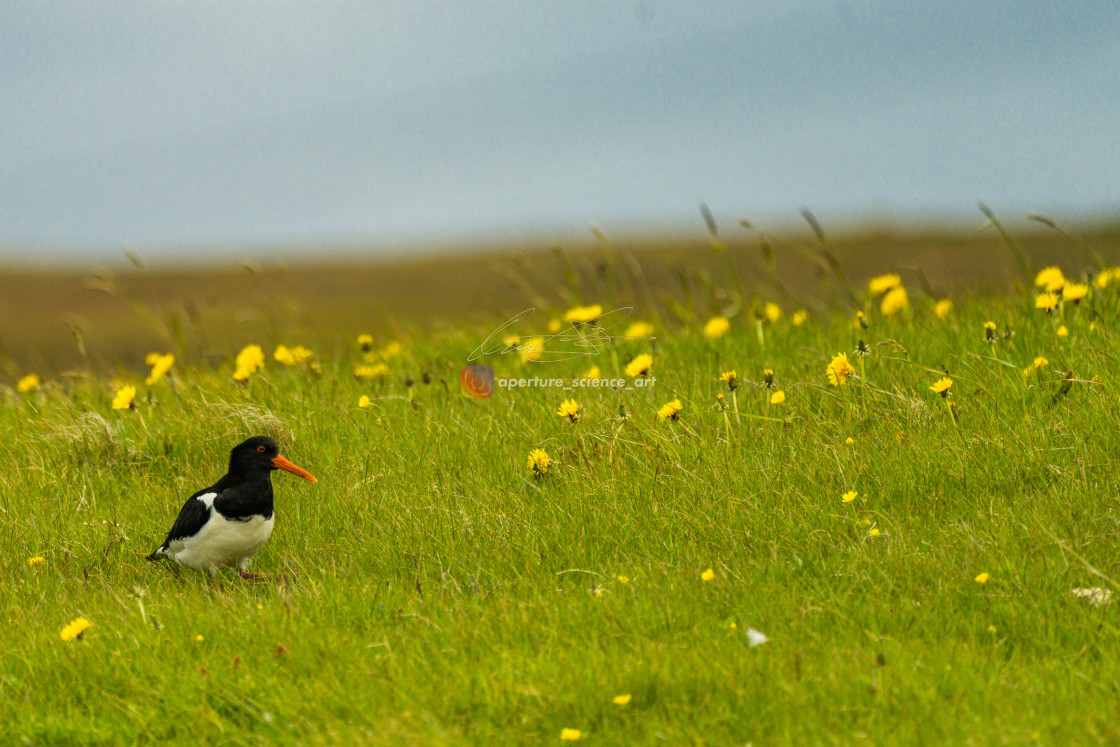 "Iceland - Wildlife 052" stock image