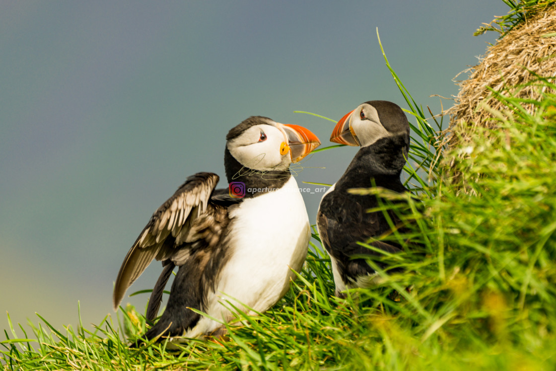 "Iceland - Wildlife 081" stock image