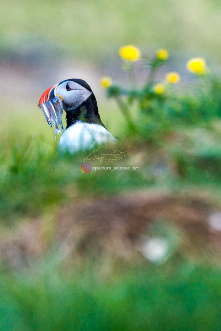 "Iceland - Wildlife 085" stock image