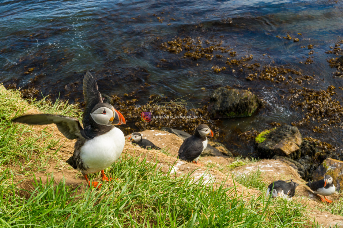 "Iceland - Wildlife 090" stock image