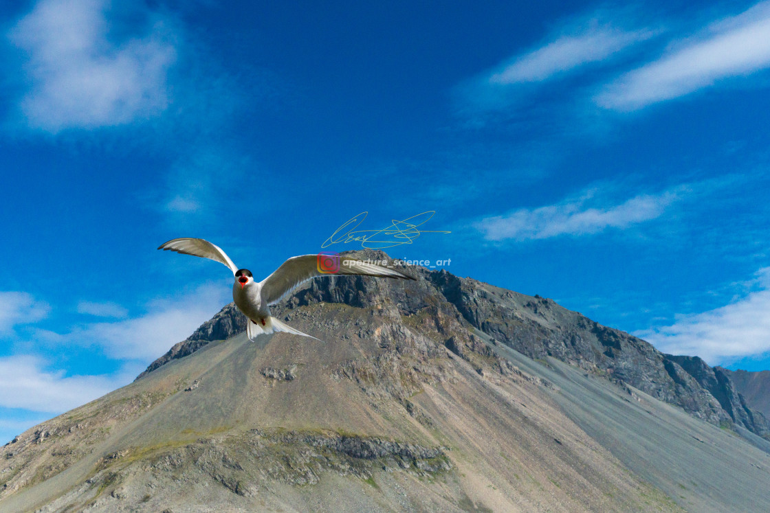 "Iceland - Wildlife 108" stock image