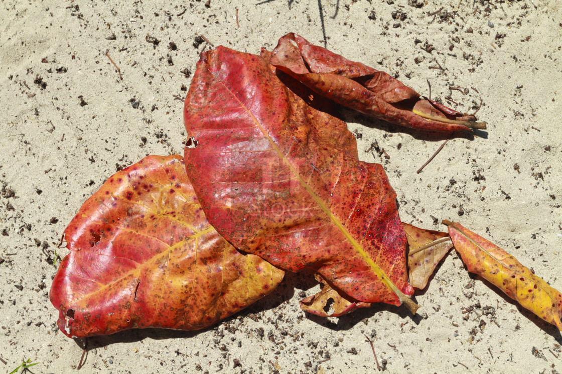 "Autumn leaves on the beach" stock image