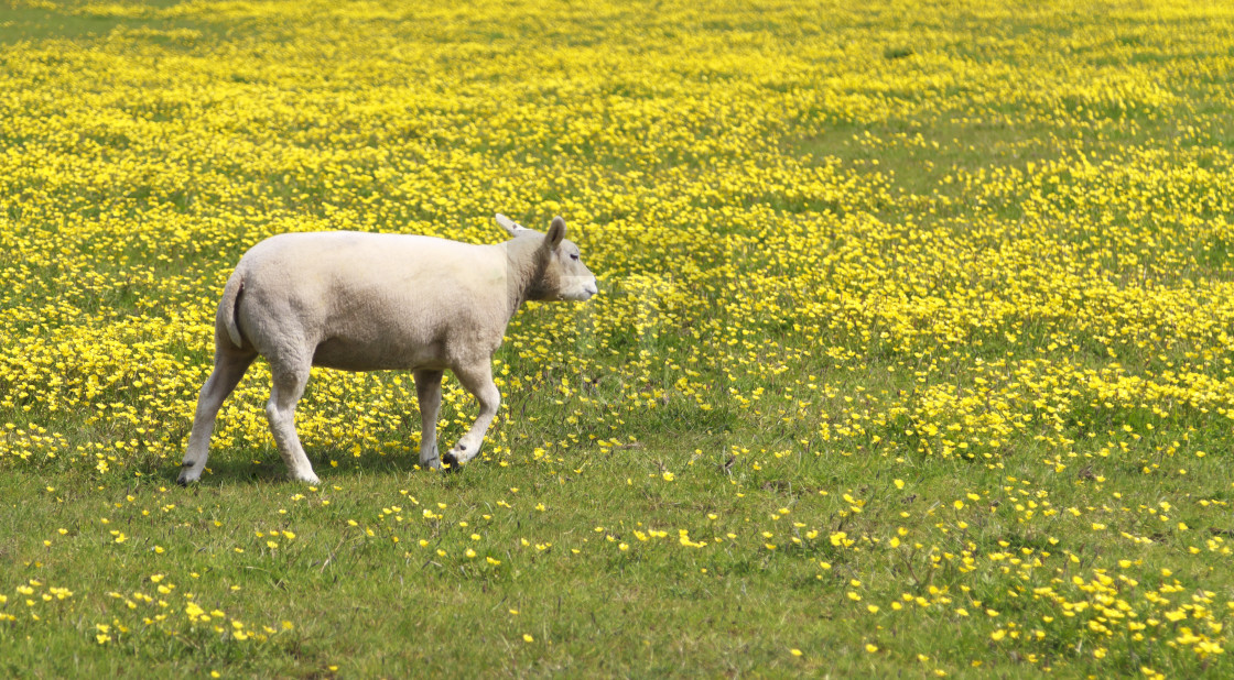 "Young lamb in a meadow" stock image